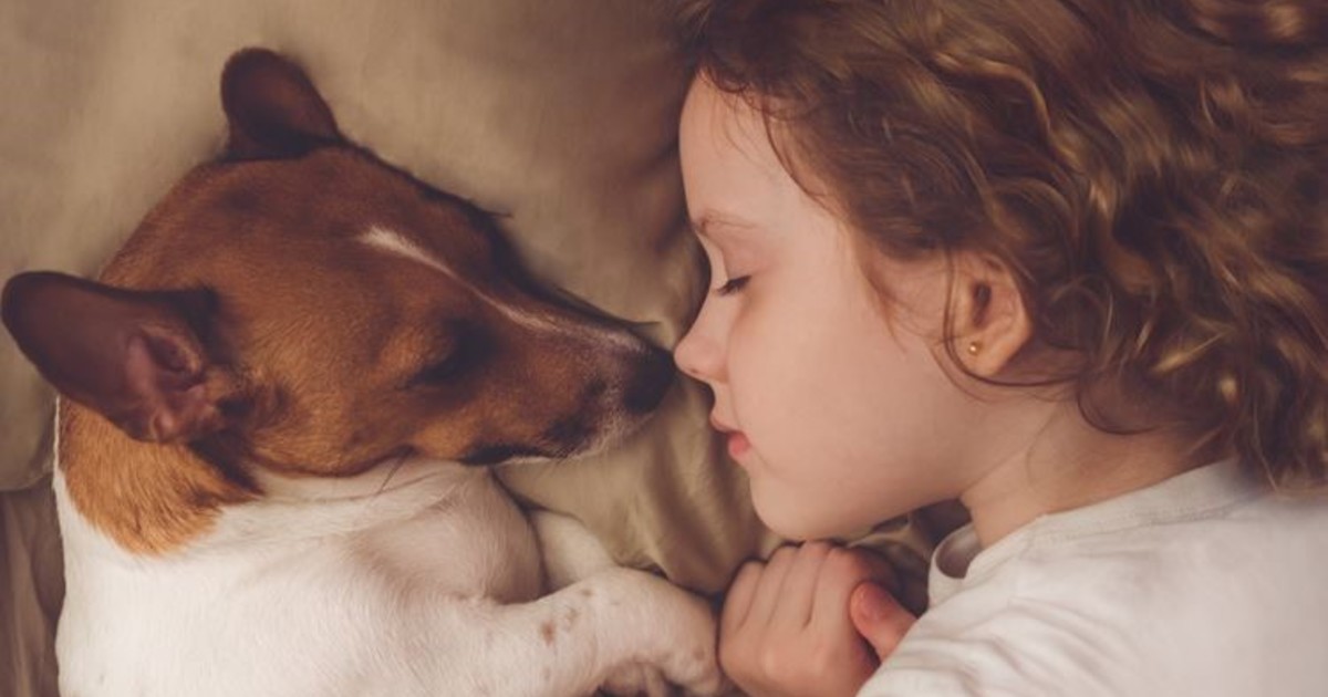 Por qué tu perro elige dormir en tu almohada y qué quiere decir