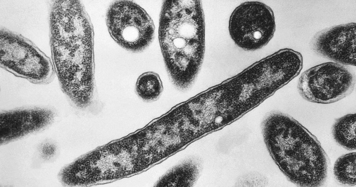 Récord de infecciones por “bacterias carnívoras” en Estados Unidos: ya hay 6 muertos y 34 infectados