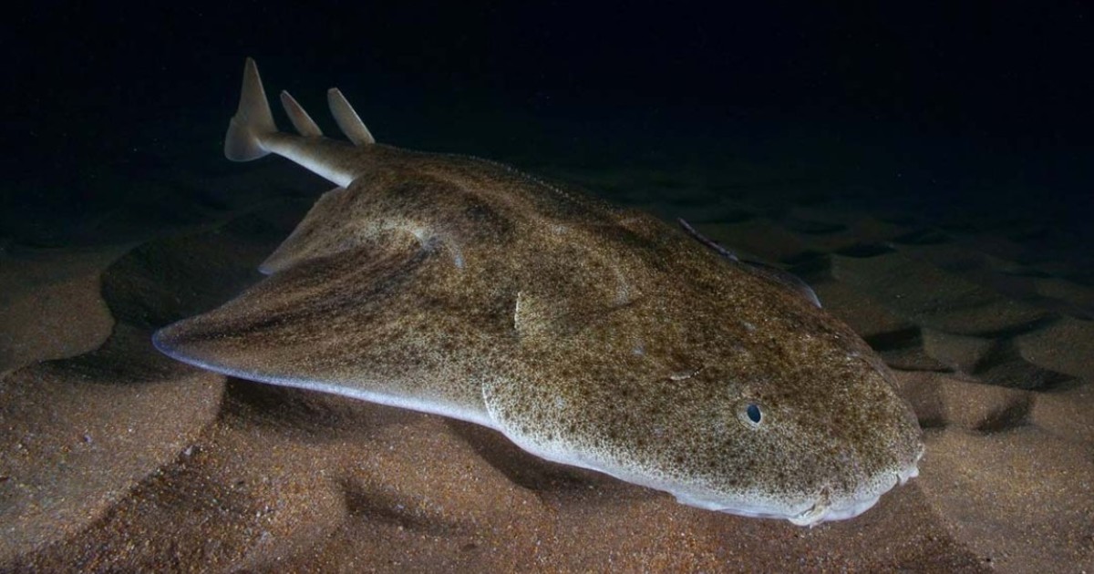 Filmaron a un tiburón ángel, una de las especies más raras del mundo