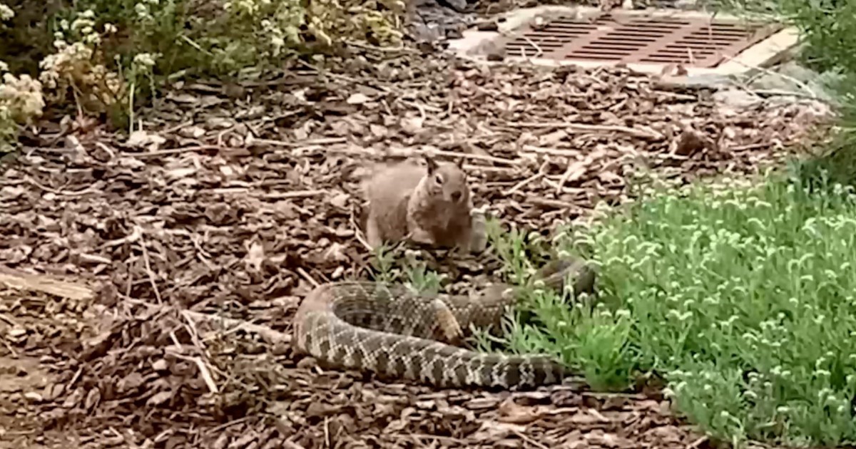 Una ardilla valiente: se enfrentó sin miedo a una serpiente de cascabel