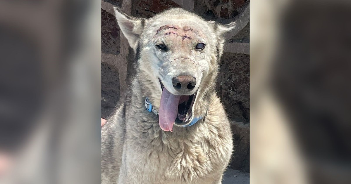 Pistache, el perro ciego que sobrevivió a golpes y machetazos en la cabeza, y hoy vive en un santuario