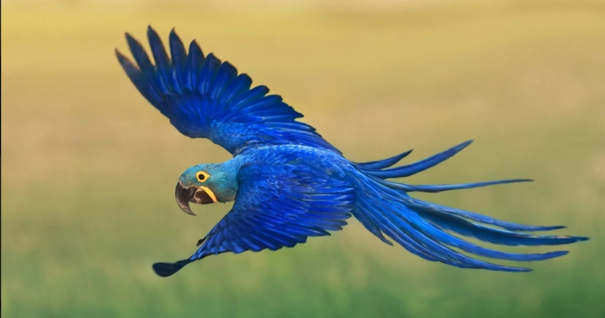 Nació un guacamayo azul de Brasil, extinto en estado salvaje hace 25 años