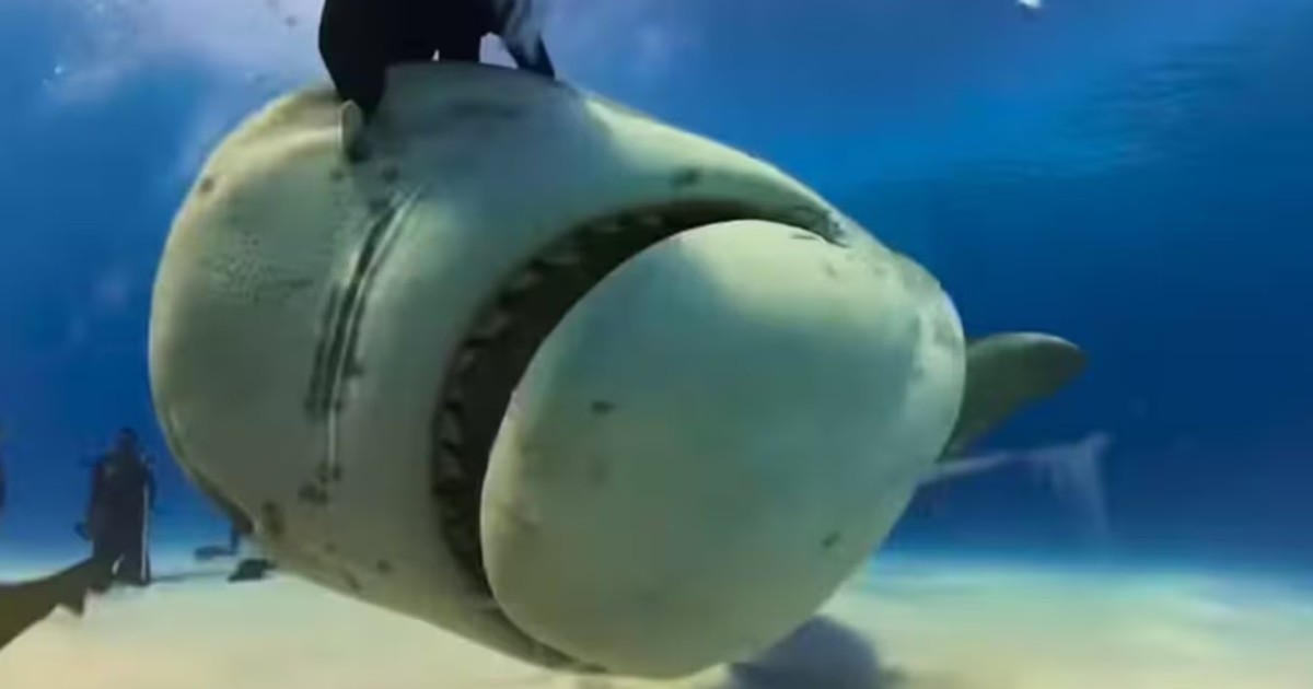 Video POV: un tiburón se tragó una cámara y grabó imágenes inéditas