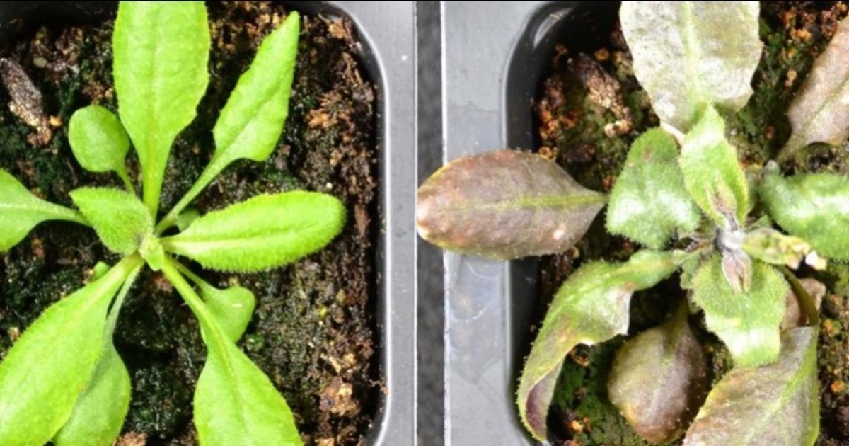 Descubrieron que las plantas producen su propia aspirina cuando sufren estrés