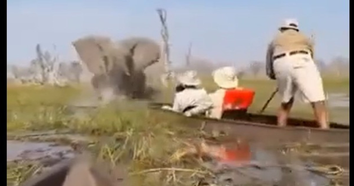 El impactante video del ataque de un elefante a un grupo de turistas: “Tuvieron muchísima suerte”