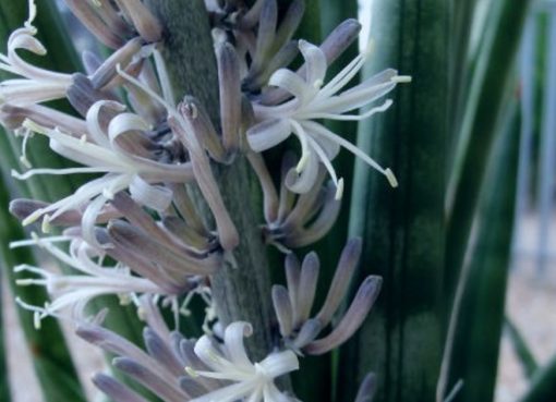 El truco para que la lengua de suegra dé flores: un abono casero que podés preparar en minutos
