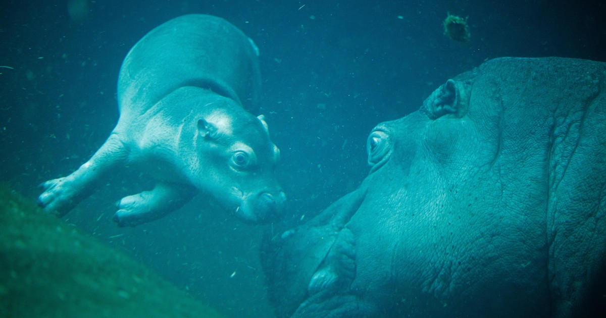 El emotivo video de un bebé hipopótamo sumergiéndose por primera vez para nadar con su mamá